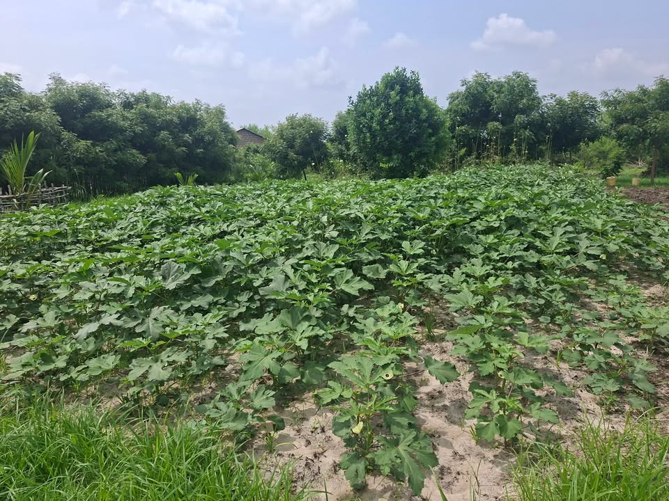 Magarini Children Centre & Organic Demonstration Farm