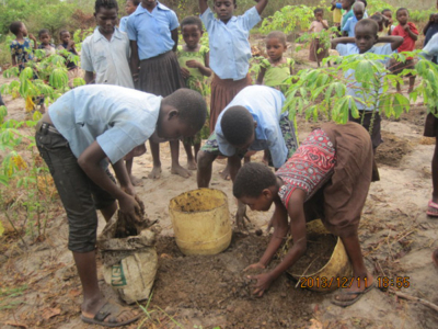 Manure for cassava plants